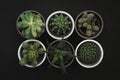 Top down view of six small cacti and succulent plants in pots