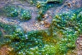 Top-down View of a Tiny Stream, Clean Water, Colorful Pebbles, Moss Growing Alongside with Air Bubbles in It, and Little Blue Royalty Free Stock Photo