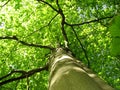 A top-down view of a tree with a large trunk. Sunlight filtering through the green leaves of an old tree on a sunny summer day Royalty Free Stock Photo