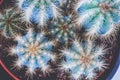 Top down view of Trichocereus Spachianus cactus Royalty Free Stock Photo