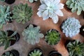 Top Down View Of Various Succulent Plants In Flower Pots, Mostly From Echeveria Genus.