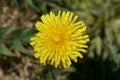 Top down view of Yellow Dandelion flower Royalty Free Stock Photo