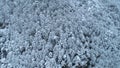 Top down view of the young snow-covered coniferous forest. Shot. Background of snow-covered coniferous trees. Winter Royalty Free Stock Photo