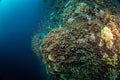 A top down wide angle view of a coral reef on Red Sea