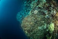 A top down wide angle view of a coral reef on Red Sea