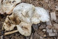Top Of Dried Pluteus Petasatus Mushrooms
