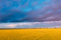 Top Elevated View Of Agricultural Landscape With Flowering Blooming Oilseed Field. Spring Season. Blossom Canola Yellow Royalty Free Stock Photo