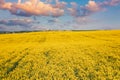 Top Elevated View Of Agricultural Landscape With Flowering Blooming Oilseed Field. Spring Season. Blossom Canola Yellow Royalty Free Stock Photo