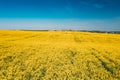 Top Elevated View Of Agricultural Landscape With Flowering Blooming Oilseed Field. Spring Season. Blossom Canola Yellow Royalty Free Stock Photo