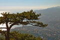 Top of pine tree at background of sea coast Royalty Free Stock Photo
