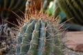 `Ferocactus Latispinus`, a genus of large barrel shaped cacti with large red spines