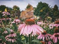 On top of a flower slurping nectare while pollinating