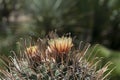 Top of a Flowering Ferocactus Wislizeni, Fishhook Barrel Cactus Royalty Free Stock Photo