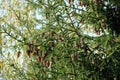 Top of forest fir tree with many brown cones on the branches Royalty Free Stock Photo