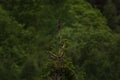 on the top of a forest tree a wild bird rests Royalty Free Stock Photo