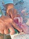 Fisherman filleting sea trout fish at a tropical marina cleaning station Royalty Free Stock Photo