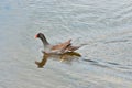 Gallinule-morehen, water bird swimming in tropical lake Royalty Free Stock Photo