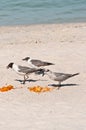 Gulls and seabirds eating dorito chips Royalty Free Stock Photo