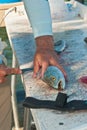 Fisherman filleting sea trout fish at a tropical marina cleaning station Royalty Free Stock Photo