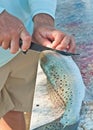 Fisherman filleting sea trout fish at a tropical marina cleaning station Royalty Free Stock Photo