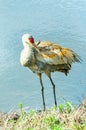 Sand Hill crane, starting to preen back feathers Royalty Free Stock Photo