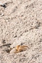 Ghost crab climbing out of sand tunnel Royalty Free Stock Photo