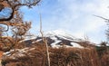 The top of Fujiyama and dry tree in Japan