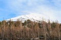 The top of Fujiyama and dry tree in Japan