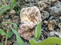 The top of the fungus is visible, growing in a pile of manure livestock Royalty Free Stock Photo