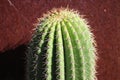 Golden column cactus Royalty Free Stock Photo