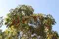 Greek Strawberry Tree with Red Fruits Royalty Free Stock Photo