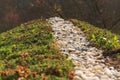 Top of green living roof covered with sedum sexangulare vegetation Royalty Free Stock Photo