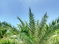Top of Green Palm Tree Against Blue Sky Royalty Free Stock Photo