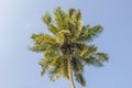 A top of a green palm tree with coconuts against a blue clear sky. bottom view Royalty Free Stock Photo