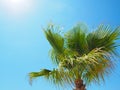 The top of a green palm tree illuminated by the sun and blown by the wind against a blue sky