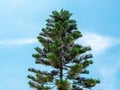Top of green pine tree against blue sky background Royalty Free Stock Photo