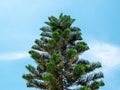 Top of green pine tree against blue sky background Royalty Free Stock Photo