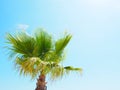 The top of a green spreading palm tree illuminated by the sun and blown by the wind against the backdrop of a clear blue