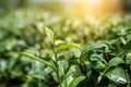 Top of Green tea leaf in the morning, tea plantation. Green tea bud and leaves