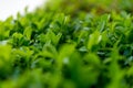 Top green tea leaves of soft tea leaves Nature travel ideas With copy space Royalty Free Stock Photo