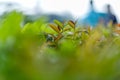 green tea leaves of soft tea leaves Nature travel ideas With copy space Royalty Free Stock Photo