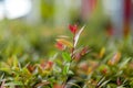 Green tea leaves of soft tea leaves Nature travel ideas With copy space Royalty Free Stock Photo