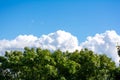 Top of green tree, beautiful blue sky, white clouds on horizon with copy space Royalty Free Stock Photo