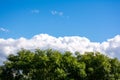 Top of green tree, beautiful blue sky, white clouds on horizon with copy space Royalty Free Stock Photo