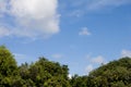 Tree under white cloud and blue sky. Royalty Free Stock Photo