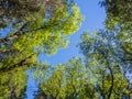 Top of green trees in forest with blue sky and sun beams shining