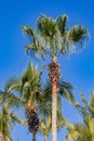 Top of a group of coconut palm trees against clear blue cloudless sky in background Royalty Free Stock Photo