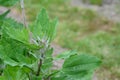 Top of a growing quinoa plant with grains forming