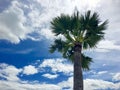 Top half single sugar palm tree under blue sky and white cloud Royalty Free Stock Photo