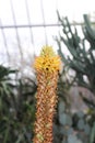 The Top Half of a Stalk of Cat`s Tail Aloe with Flowers, Buds and Spent Blooms